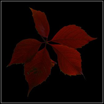 Penna incarceris mea