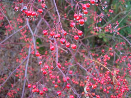 La couleur interdite...